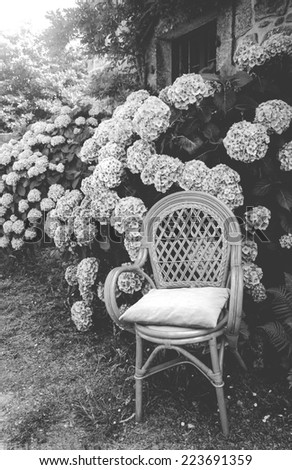 Wicker chair with faded velvet pillow and hydrangea bushes in the garden. Soft evening light. Brittany, France. Vacation at countryside background. Retro aged photo. Black and white.