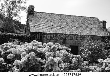 Hydrangea bushes near old farm house. Brittany, France. Vacation at countryside background. Aged photo. Black and white.