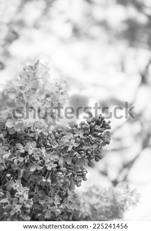 Blooming lilacs branch on the shrub. Closeup. Bokeh. Aged photo. Black and white.