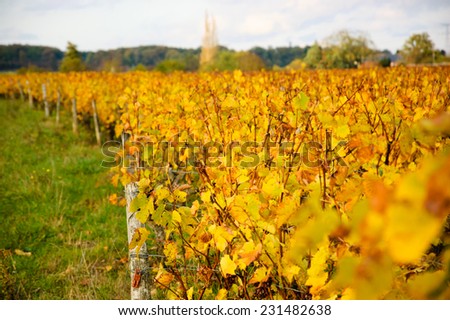 Vineyard at sunset. Autumn in Loire Valley (Val de Loire, France)  Selective focus on the leaves near wooden pole. Leaves at foreground are blurred.