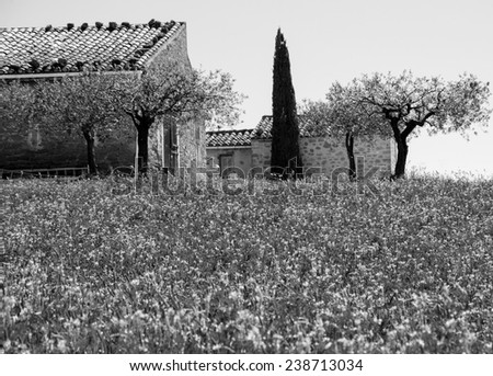 Wild flowers field and old farmhouse, three olive trees and cypress at backgrounds in Provence (France) Aged photo.