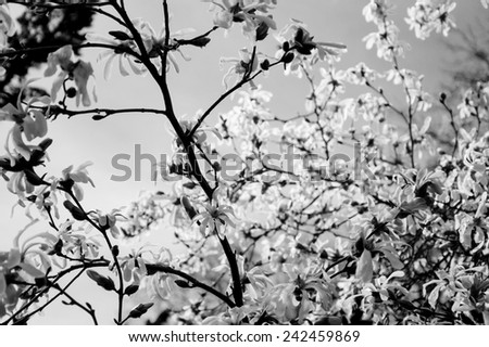 Magnolia tree in blossom in the park. Aged photo. Black and white.