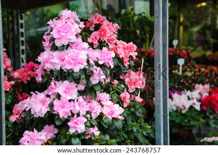 Pink azalea flowerpots and other flowers for sale in flower shop in Paris (France).