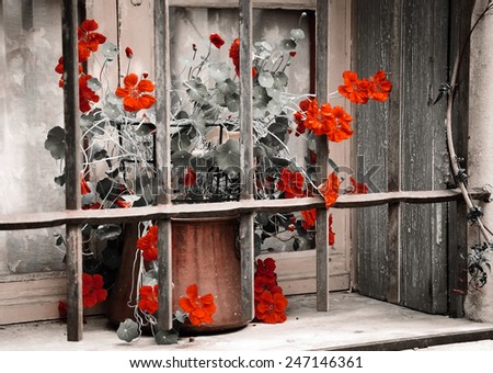 Red curly flowers in copper pot placed behind the rusty lattice on a grungy sill of the stone house. Closed window with lace curtain and wooden shutters. Aged photo.