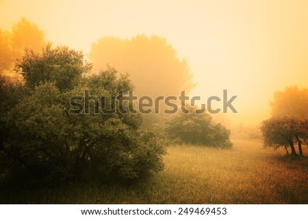 Olive Trees in a fog. Mistral wind blows in Provence (France). Aged photo.