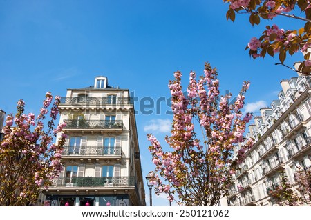 Spring in Paris. Typical Parisian buildings (Marais quarter) and blossoming pink trees.
