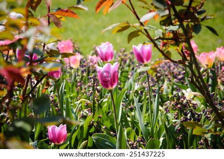 Violet tulips in Palais Royal garden in Paris. Spring background. Selective focus.