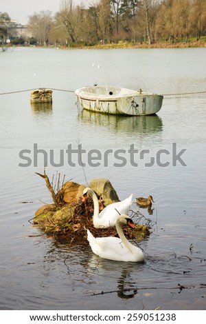 Couple of swans building a nest at the lake (Lac Daumesnil in Paris, France). Cloudy day. Family planning concept.