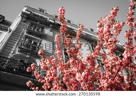 Spring in Paris. Typical Parisian building and blossoming pink tree. Retro aged photo.