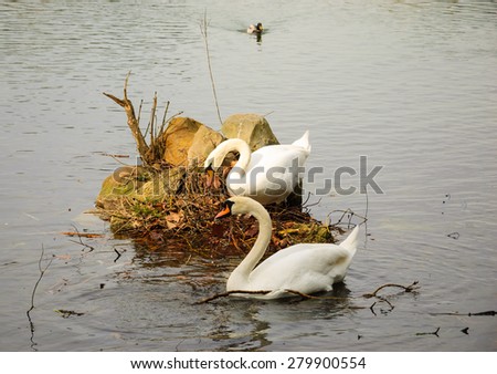 Couple of swans building a nest at the lake. Cloudy day. Family planning concept.