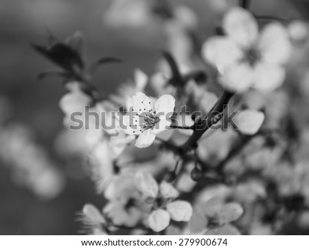 Fruit tree blossoms background. Blur. Selective focus and shallow depth of field. Aged photo. Black and white.