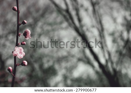 Fruit tree blossoms against blue sky - spring beginning. Selective focus and shallow depth of field. Toned photo.