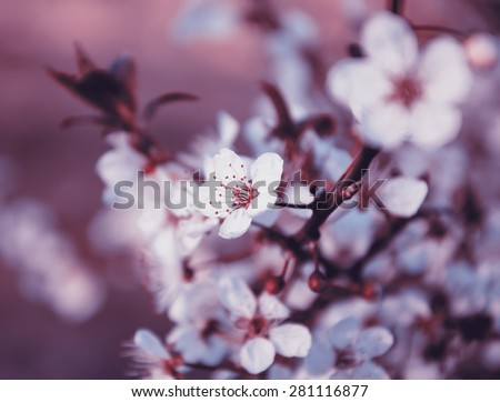 Fruit tree blossoms. Spring beginning background. Toned photo. Selective focus and shallow depth of field.