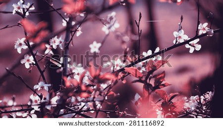 Fruit tree blossoms. Spring beginning background. Toned photo. Selective focus and shallow depth of field. Toned photo.