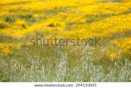 Field covered with blooming wild yellow daisy flowers. South of Portugal. Selective focus on the spikes at foreground.