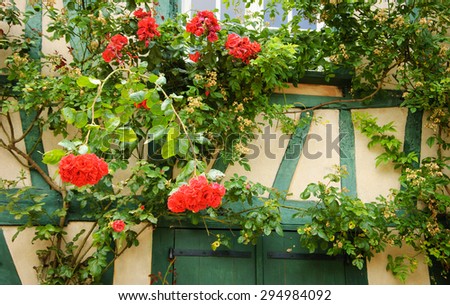 Rose bush overgrowing half timbered house. French countryside.