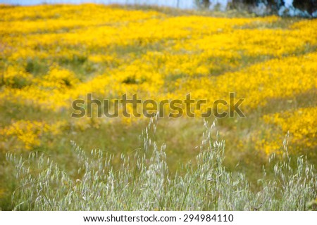 Field covered with blooming wild yellow daisy flowers and trees at background. South of Portugal. Selective focus on the spikes at foreground.