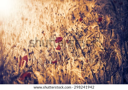 Red poppies and ripe wheat spikes. Selective focus on the spikes. Sun rays glow on sunrise. Toned photo.