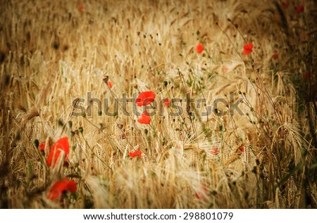 Red poppies and ripe wheat spikes. Selective focus on the spikes. Vignette.