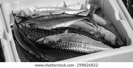 Fresh catch of mackerel fish in  styrofoam container. Close up. Aged photo. Black and white.