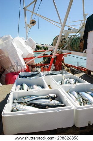 Fresh catch of mackerel fish in styrofoam containers on fishing boat.  Trouville-sur-Mer (Normandy, France).