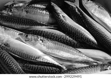 Fresh catch of mackerel fish. Close up. A game of light and shadow. Aged photo. Black and white.