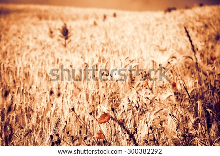 Red poppies and ripe wheat spikes meadow. Selective focus on the spikes at foreground. Aged photo.