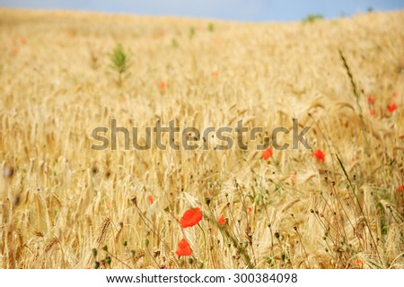 Red poppies and ripe wheat spikes meadow. Selective focus on the spikes at foreground.