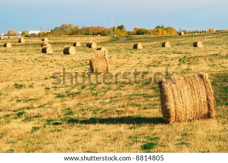rolls of hay on field