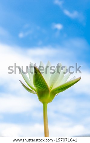 White water lily flower with blue sky.