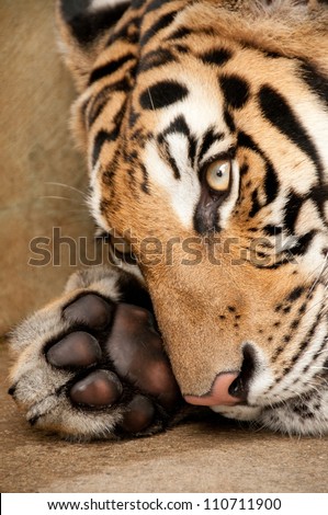 Tiger and Paw