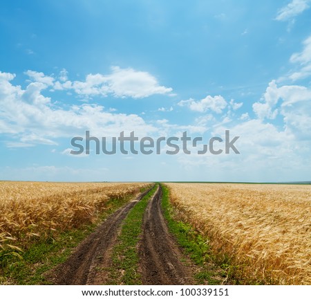 rural road in golden agricultural field under cloudy sky