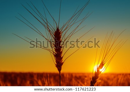 sunset and harvest field