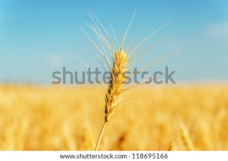 golden harvest over field. soft focus