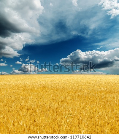 golden harvest field under dramatic sky. rain before