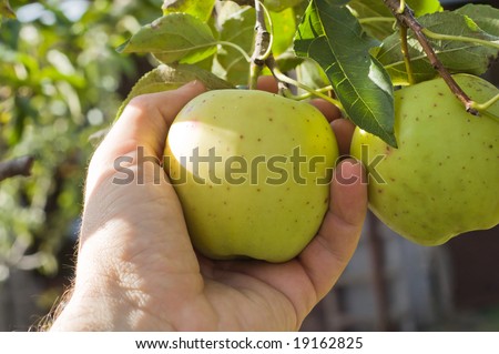 a masculine hand pulls off an apple