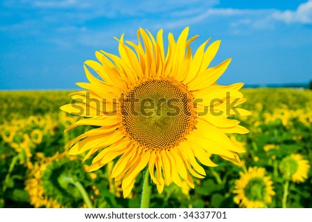 sunflower on a background the field