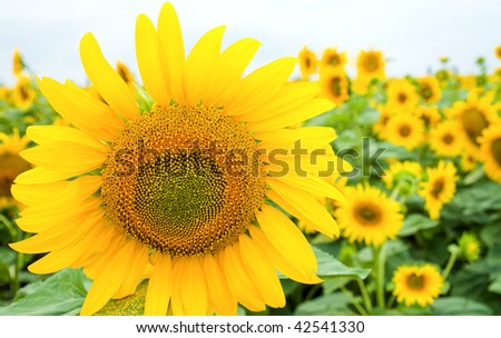 sunflower on the field
