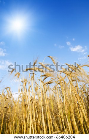 field with gold ears of wheat with sun