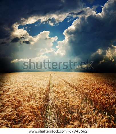 road in field with gold ears of wheat under hole in dramatic sky