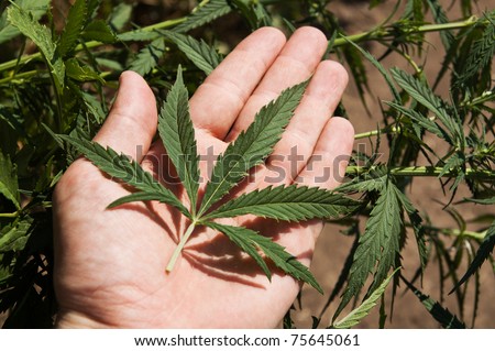 stock-photo-green-leaf-of-marijuana-in-a-hand-75645061.jpg