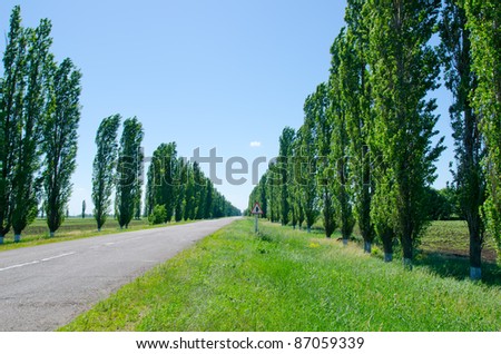 Road Between Trees