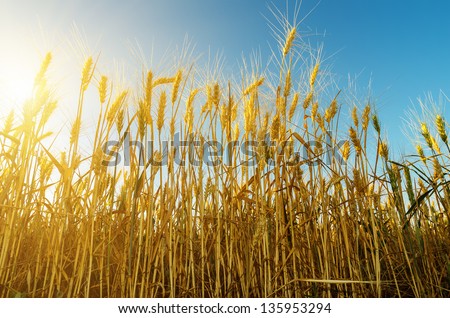 sunset and harvest field