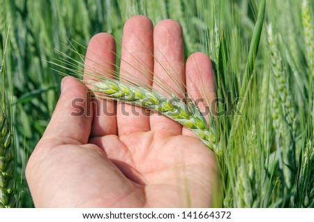 green spica in hand over field