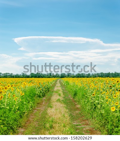 country road in field with sunflowers