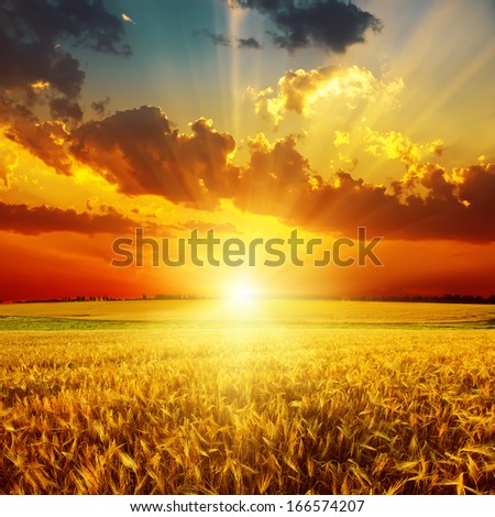 golden sunset over field with harvest