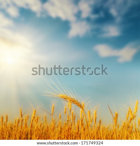 Golden Harvest On Field And Sunset. Soft Focus