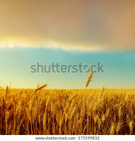 Sunset Over Field With Golden Harvest. Soft Focus