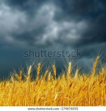 golden harvest under dark low clouds. rain before. soft focus