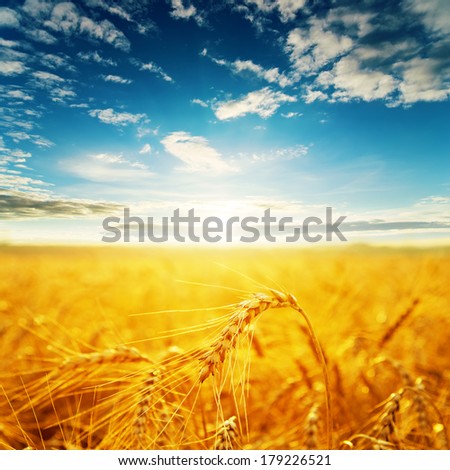 field with golden harvest and sunset. soft focus